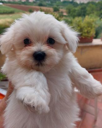 Cuccioli maltesi