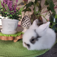 Conigli nani pelo dangora