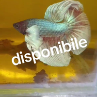 Betta maschio