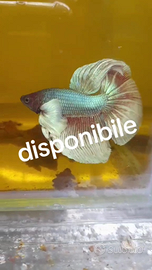 Betta maschio