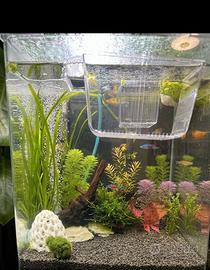 Acquario Nano Tank Amtra 30 litri