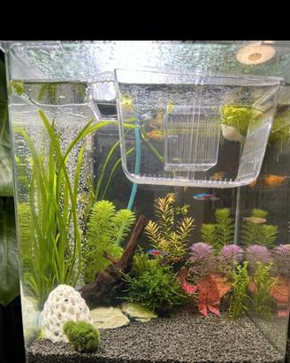Acquario Nano Tank Amtra 30 litri