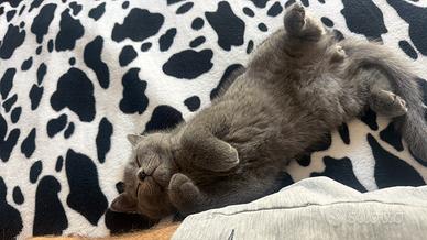British shorthair