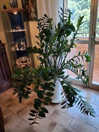 pianta  zamioculcas
