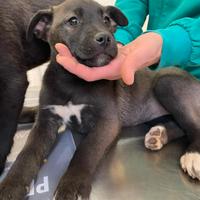 Cuccioli meravigliosi in adozione meticci pit