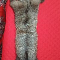 collo di volpe argentata