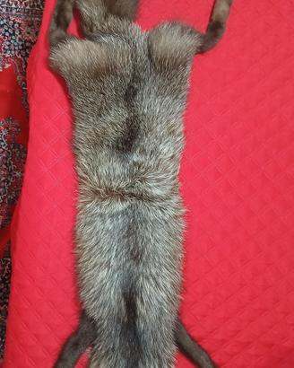 collo di volpe argentata