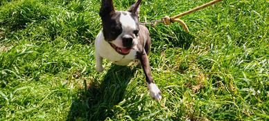 Boston terrier tigrato