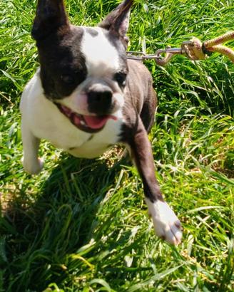 Boston terrier tigrato