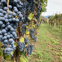 Vino barbera del beneventano