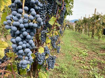Vino barbera del beneventano