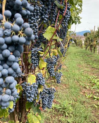 Vino barbera del beneventano