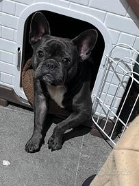 Bulldog francese