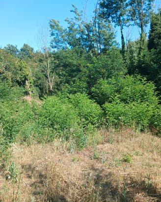 Terreno Vitorchiano / Poggio Pasquale