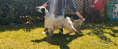 Setter inglese maschio di 3 anni