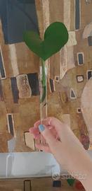 photos 1 foglia con radice