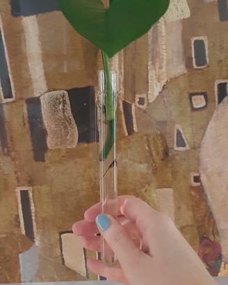 photos 1 foglia con radice