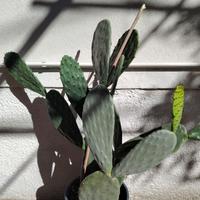 pianta di fico d india 