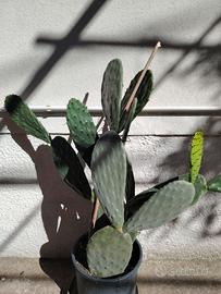 pianta di fico d india 