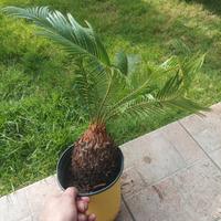 pianta cycas