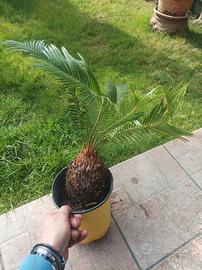 pianta cycas