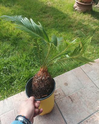pianta cycas