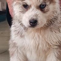 Husky
