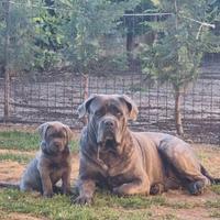 Cane corso per monta