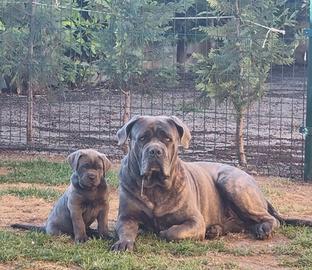 Cane corso per monta