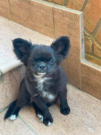 Chihuahua a pelo lungo con Pedigree Enci