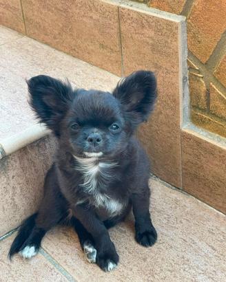Chihuahua a pelo lungo con Pedigree Enci