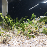 Caluerpa alga depurante