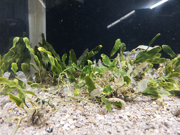 Caluerpa alga depurante