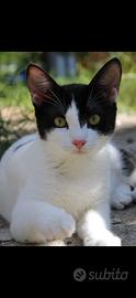 Dolcissime gattine in adozione