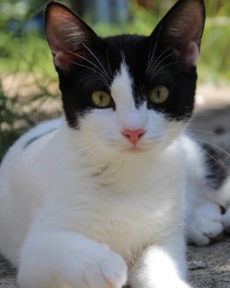 Dolcissime gattine in adozione