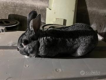 Coniglio di carmagnola