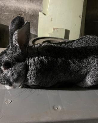 Coniglio di carmagnola