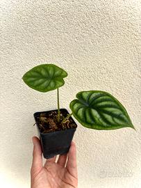 baby Alocasia Dragon Scale
