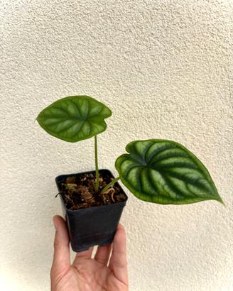 baby Alocasia Dragon Scale