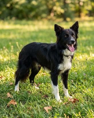 Border collie per accoppiemento
