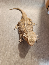 Pogone adulte maschio e femmine