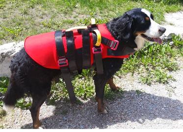 Salvagente/ giubbotto salvataggio per cane