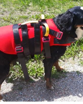 Salvagente/ giubbotto salvataggio per cane