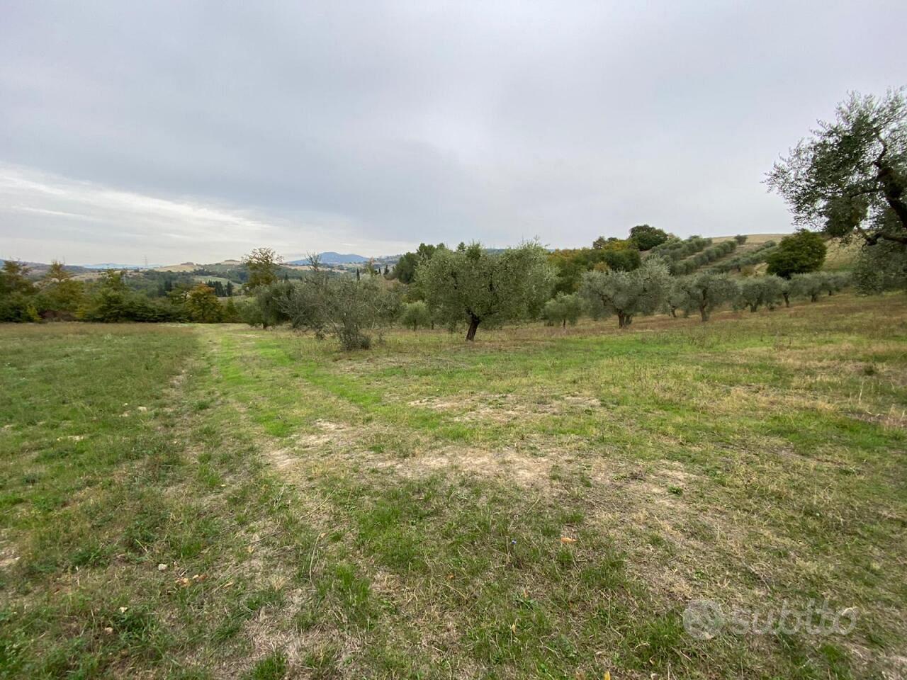 Uliveto a Lugnano in Teverina - Vista 5