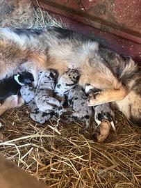 Cuccioli cane Pastore Apuano