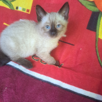 Gattina siamese Thay