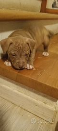 Cuccioli Pitbull ukc