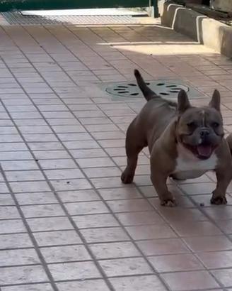 American bully