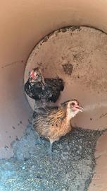 Galline aruacana