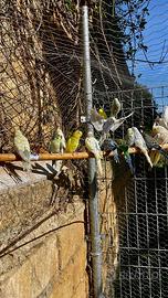 Cocorite e calopsite